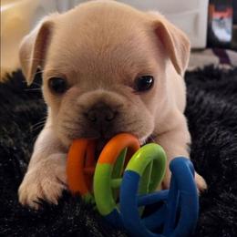 Mike - Cream male French Bulldog puppy in Windsor, Colorado from NOCO French Bulldogs