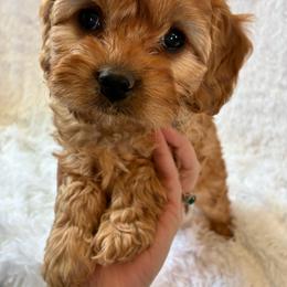 Gemini - Red female Cavapoo puppy in Adrian, Oregon from ApplebyFarm