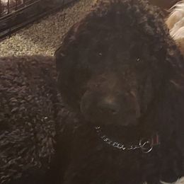 Goldendoodles from Teresa's Goldendoodles