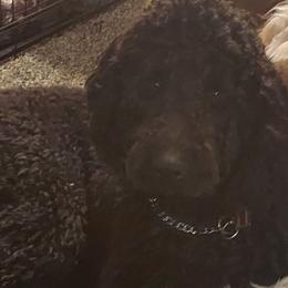 Goldendoodles from Teresa's Goldendoodles