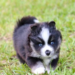 Binx - Black and white male Pomsky puppy in Denham Springs, Louisiana from Bayouland Pomskies