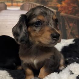 Dachshund and Miniature Australian Shepherd Puppies from Southern Charm Kennels