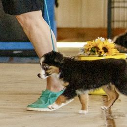 Miniature Australian Shepherd and Toy Australian Shepherd Puppies from A2A Aussies