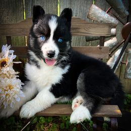 Sadie - Black and white female Siberian Husky puppy in Union Grove, Alabama from Southern Siberian Life