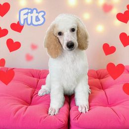 Boy 1 - White male Poodle puppy in Port Orange, Florida from Daytona’s Standard Poodles