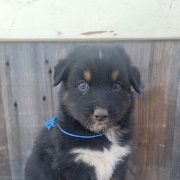 Boy 5 - Australian Shepherd puppy in Grants Pass, Oregon from Kehlani Kai Aussies