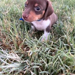 Patches - Piebald male Dachshund puppy in Hawley, Texas from Little e Dachshunds