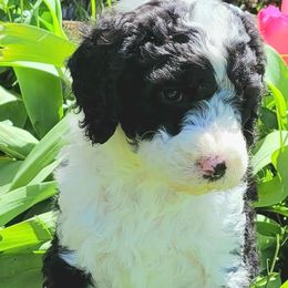 Bernedoodles and Sheepadoodles from Josies perfect doodles