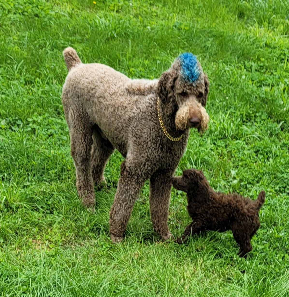 Aussiedoodles, Poodles, and Sheepadoodles from BellCoop Ranch