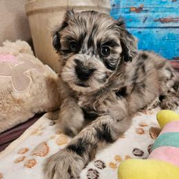Shila - Blue merle female Aussiedoodle puppy in Lebanon, Missouri from Perkins Pups