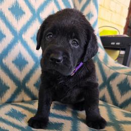 Purple collar female - Black female Labrador Retriever puppy in Holyoke, Massachusetts from Urban Oak Labradors LLC