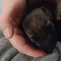 Blue Collar - Sable male German Shepherd puppy in Hancock, New Hampshire from Kysarah German Shepherds