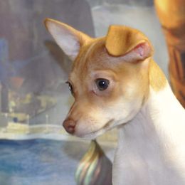 Rosie - Rat Terrier