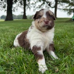 Cody - Red merle male Miniature Australian Shepherd puppy in New London, Minnesota from Broken T Australian Shepherds