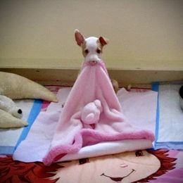 Ibizan Hound Puppies from Someday Ibizans