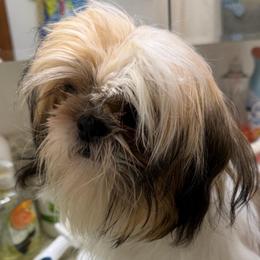 Buttons - Tricolor female Shih Tzu puppy in Victorville, California from RUMBLE n TUMBLE