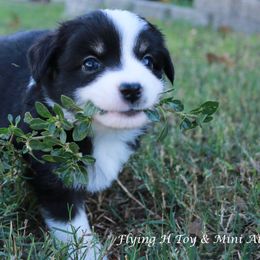 Miniature Australian Shepherd and Toy Australian Shepherd Puppies from Flying H Toy and Mini Aussies