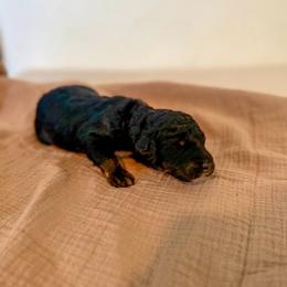Cove - Phantom female Bernedoodle puppy in Inola, Oklahoma from Blue Stem Companions