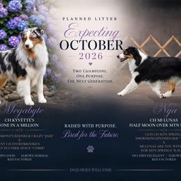 Australian Shepherd puppies from Ridgestar Aussies