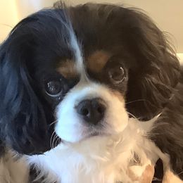 Molly - Cavalier King Charles Spaniel
