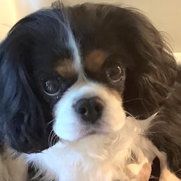 Molly - Cavalier King Charles Spaniel
