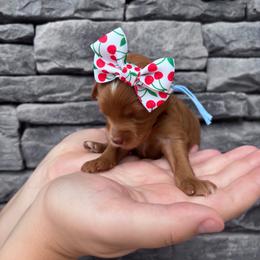 Sprite - Red  female Goldendoodle puppy in Macon County, North Carolina from Mountain Doodles