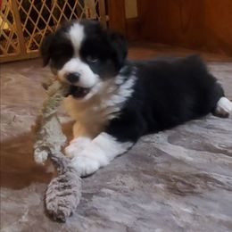 Autumn - Black tri female Miniature Australian Shepherd puppy in Findlay, Ohio from RStar Aussies