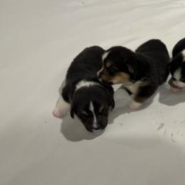 Pembroke Welsh Corgi Puppies from Blue Angel Kennels