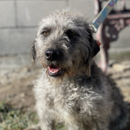 Milie - Aussiedoodle