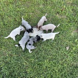 Australian Cattle Dog Puppies from Twisted C Heelers
