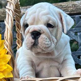 Bulldogs and French Bulldogs from Salem Bulldogs