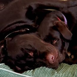 Labrador Retrievers from Brandywine Creek Labs