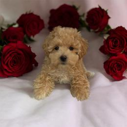 Odin - Apricot male Maltipoo puppy in Philadelphia, Pennsylvania from HMH’s Boxers, Maltipoos & Cavaliers