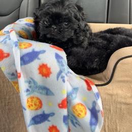 Shih Tzu Puppies from Grandma Ts Precious Puppies