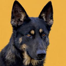 Sansa - German Shepherd