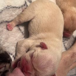 Hermes - White male French Bulldog puppy in Porter, Texas from Red Label Frenchies