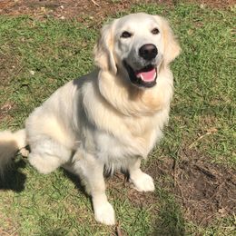 Golden Retrievers from Eastern Shore Goldens