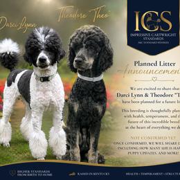 Poodle puppies from Impressive Cartwright Standards