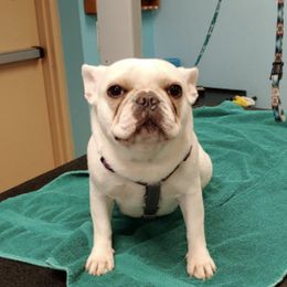 French Bulldog All Grown Up from Groomingdales