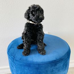 Poodle Puppies from Agape Standard Poodles