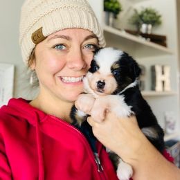 Miniature Australian Shepherd Puppies from Spur Strap Miniature Australian Shepherds