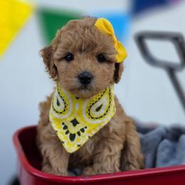 Summer - Apricot female Goldendoodle puppy in Payson, Utah from Missy Doodles