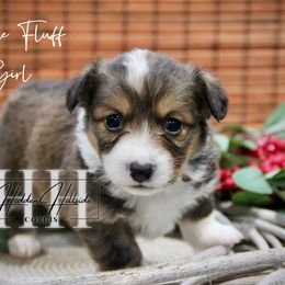 Sable Fluff Girl - Tail - Sable female Pembroke Welsh Corgi puppy in Locust Grove, Oklahoma from Hidden Hillsides Corgis