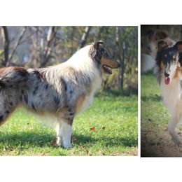 Collie All Grown Up from Wellsmere Collies
