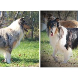 Collie All Grown Up from Wellsmere Collies
