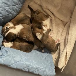 Shetland Sheepdog Puppies from BranGay Shetland Sheepdogs Since 1971