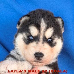 LAYLA'S MALE 2 - Black and white male Siberian Husky puppy in Manilla, Iowa from Bruck's Siberian Huskies