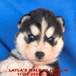 LAYLA'S MALE 2 - Black and white male Siberian Husky puppy in Manilla, Iowa from Bruck's Siberian Huskies