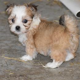 Boy 1 - Fawn sable male Havanese puppy in Sebeka, Minnesota from Bydand Newfoundlands & Whimsical Havanese