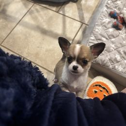 Sara - Fawn and white female Chihuahua puppy in East Syracuse, New York from Blissful’s Chihuahuas